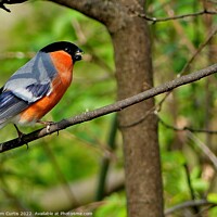 Buy canvas prints of Bullfinch Male by Tom Curtis