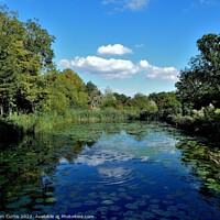 Buy canvas prints of Phyllis Currie Nature Reserve Essex by Tom Curtis