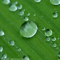 Buy canvas prints of Water droplets closeup by Tom Curtis