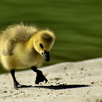 Buy canvas prints of Canada Goose Chick standing by Tom Curtis