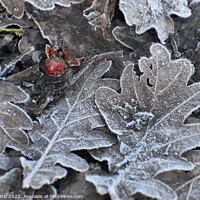 Buy canvas prints of Frost covered Oak Leaves by Tom Curtis