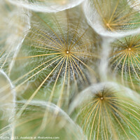 Buy canvas prints of Salsify seed head closeup by Tom Curtis