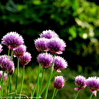 Buy canvas prints of Chives growing in a country garden by Tom Curtis