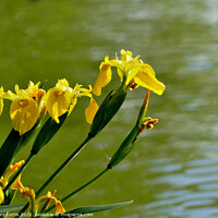 Buy canvas prints of  Wild Yellow Iris by Tom Curtis