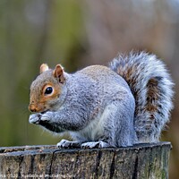 Buy canvas prints of A Grey Squirrel standing on a tree stump by Tom Curtis