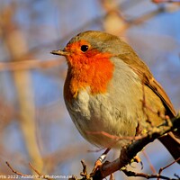 Buy canvas prints of Robin on a tree branch by Tom Curtis
