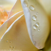 Buy canvas prints of Raindrops on a White Rose by Tom Curtis