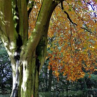 Buy canvas prints of Beech Tree in Autumn by Tom Curtis