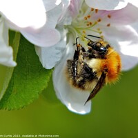 Buy canvas prints of Carder Bee closeup by Tom Curtis
