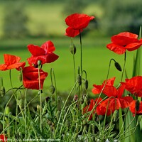 Buy canvas prints of Wild Poppies in a Field by Tom Curtis