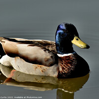 Buy canvas prints of Mallard Duck Male by Tom Curtis