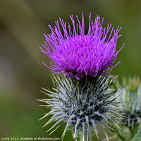 Buy canvas prints of Scotch Thistle by Tom Curtis