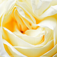 Buy canvas prints of White Rose closeup by Tom Curtis