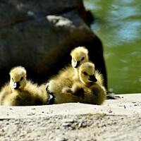 Buy canvas prints of Canada Goose Chicks by Tom Curtis