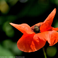 Buy canvas prints of Wild Poppy Closeup by Tom Curtis