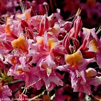 Buy canvas prints of Pink Azaleas closeup by Tom Curtis