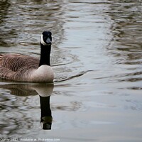 Buy canvas prints of Canada Goose with Reflection by Tom Curtis