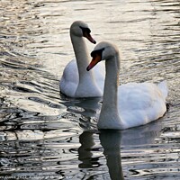 Buy canvas prints of Mute Swans close together by Tom Curtis