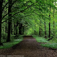 Buy canvas prints of Path through the Wood by Tom Curtis