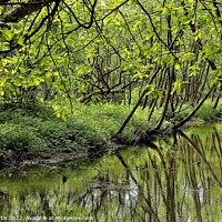 Buy canvas prints of Tree covered Stream by Tom Curtis