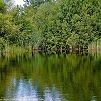 Buy canvas prints of Reflections in Pond by Tom Curtis