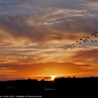 Buy canvas prints of Geese at Sunset by Tom Curtis