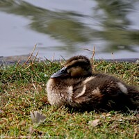 Buy canvas prints of Mallard Duck Chick by Tom Curtis