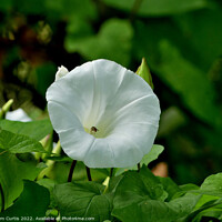 Buy canvas prints of Closeup of Hedge Bindweed by Tom Curtis