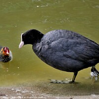 Buy canvas prints of Coot and Chick by Tom Curtis