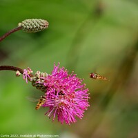 Buy canvas prints of Hoverflies on Sanguisorba flower by Tom Curtis