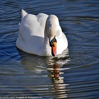 Buy canvas prints of Mute Swan and Reflection by Tom Curtis