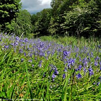 Buy canvas prints of Bluebells beside the Canal by Tom Curtis