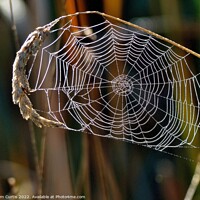Buy canvas prints of Spiders Web with Dew by Tom Curtis