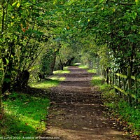Buy canvas prints of Woodland Path at Sprotbrough by Tom Curtis