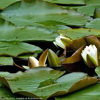 Buy canvas prints of White Water Lilies by Tom Curtis