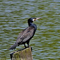 Buy canvas prints of Cormorant on Tree Stump by Tom Curtis