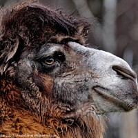 Buy canvas prints of Bactrian Camel by Tom Curtis