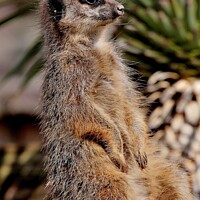Buy canvas prints of Meerkat sitting upright by Tom Curtis