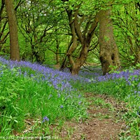 Buy canvas prints of Bluebells at Storrs Mill Wood Cudworth by Tom Curtis