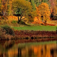 Buy canvas prints of Dalby Forest North Yorkshire by Tom Curtis