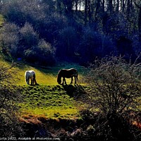 Buy canvas prints of Horses Grazing in  a Glade by Tom Curtis