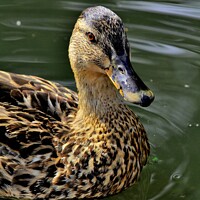 Buy canvas prints of Mallard Duck Female by Tom Curtis