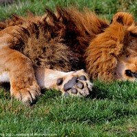 Buy canvas prints of Lion laying down by Tom Curtis