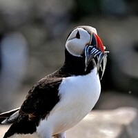Buy canvas prints of Puffin with Sandeels by Tom Curtis