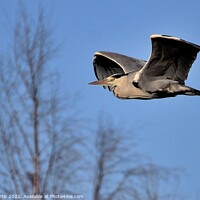 Buy canvas prints of Grey Heron in Flight  by Tom Curtis