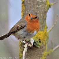 Buy canvas prints of Robin perched on a tree branch by Tom Curtis