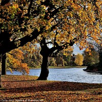 Buy canvas prints of Autumn River Ouse York by Tom Curtis