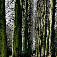 Buy canvas prints of Avenue of Limes by Tom Curtis