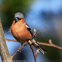 Buy canvas prints of Chaffinch perched on tree by Tom Curtis
