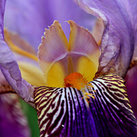 Buy canvas prints of Bearded Iris by Tom Curtis